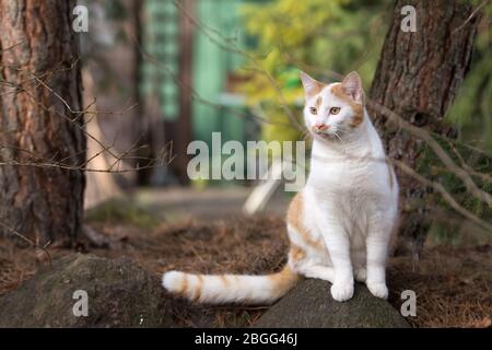 Weiße und Ingwer Katze sitzt zwischen Pinien in einem Garten - etwas zu beobachten Stockfoto