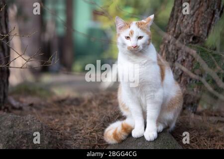 Weiße und Ingwer Katze sitzt zwischen Pinien in einem Garten - Blick in die Kamera Stockfoto