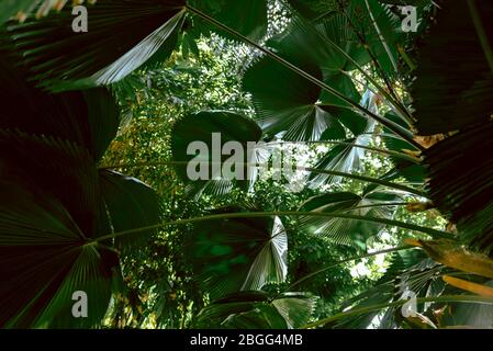 Zerzauste Fächerpalme (Licuala cordata) wächst in einem botanischen Garten. Dunkelgrün, tropischer Palmenhintergrund Stockfoto