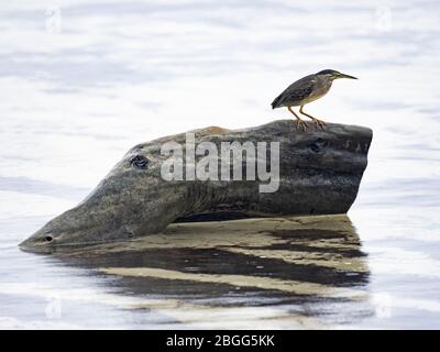 Gestreift (Green-Backed) Heron Butorides striata degens, Seychellen Rasse, Alphonse Atoll, Seychellen Stockfoto