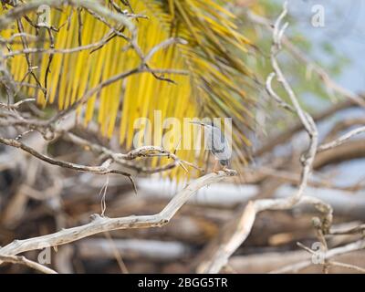 Gestreift (Green-Backed) Heron Butorides striata degens, Seychellen Rasse, Alphonse Atoll, Seychellen Stockfoto