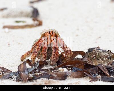 Einsiedler-Erdbeer-Krabbe Coenobita perlatus St Francois Atoll, Seychellen Stockfoto