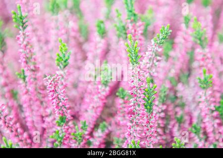 Viel pink Heather Blumen. Calluna vulgaris. Schöne rosa Blumen Hintergrund Stockfoto