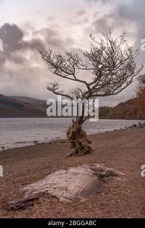 Einzelne Felsplatte und Baum am Ufer von Loch Lomond, Schottland, Großbritannien, gegen stürmischen Himmel im Herbst Stockfoto