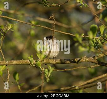 Mönchsgrasmücke Stockfoto