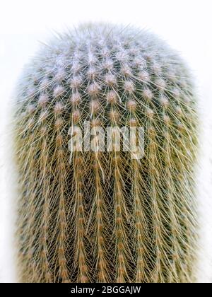Parodia leninghausii, südamerikanische Kaktusarten der Gattung Malacocarpus und Eriocactus. Säulenkaktus auch genannt Lemon Ball Kaktus, Golden Ba Stockfoto