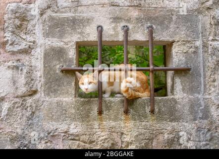 Katze, rot gestromt mit weiß, geduldig hinter Eisenstangen in einem Fenster eines alten Steinmetzhauses an einem sicheren Ort sitzend und hinblickend Stockfoto