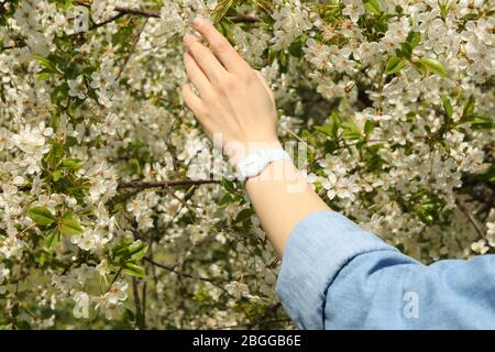 Frau berührt blühenden Baum. Sonniger Frühlingstag Stockfoto