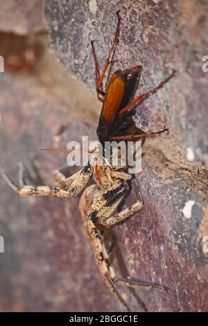 Spinnen fressende Wespe, Pompiliidae Sp. Mit ihr ist Rain Spider ( Palystes superciliosus) Beute 13060 Stockfoto