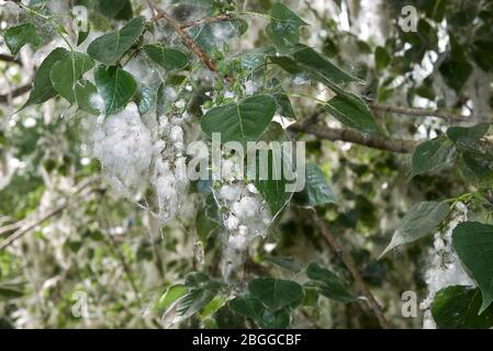 Populus nigra Zweig mit Früchten und Samen Stockfoto
