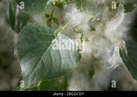 Populus nigra Zweig mit Früchten und Samen Stockfoto