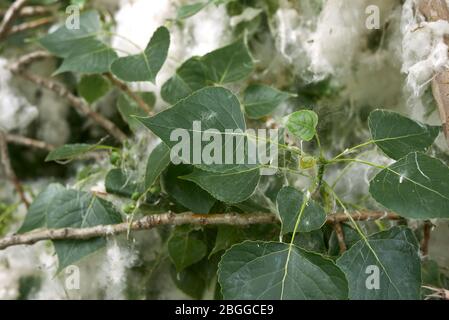 Populus nigra Zweig mit Früchten und Samen Stockfoto