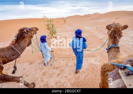 Zwei Beduinen Männer in blauen Farben, die mit Kamelen durch den gelben Sand der Sahara Dessert, Marokko, Afrika wandern Stockfoto