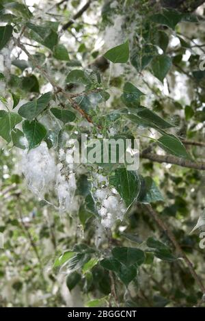 Populus nigra Zweig mit Früchten und Samen Stockfoto