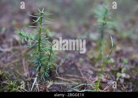 Eibenbaum im Garten. Kleiner grüner Sprossen Stockfoto