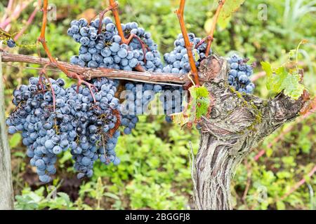 Französischer Rotwein Trauben Pflanze Weinlese der Weintraube Chateau Weinberg schließen Bordeaux in Frankreich Stockfoto