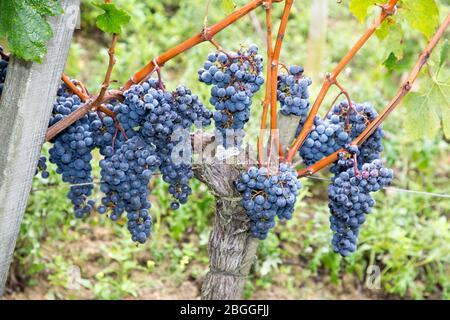 Herbstbünden von reifen merlot-Trauben auf Rebe im Weinberg zur Erntezeit in bordeaux Stockfoto