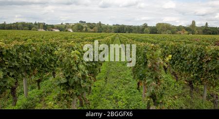 Bordeaux Weinberg in Schloss in Saint émilion Dorf Stockfoto