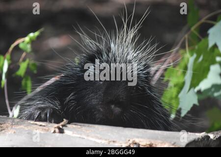 Awesome Lagerträger durch die stachelschweine Kopf Stockfoto