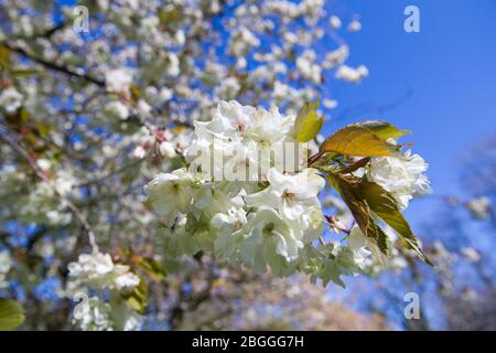 Glasgow, Großbritannien. April 2020. Im Bild: Strahlend reine weiße Kirschblüte füllt den Park. Szenen aus dem Kelvingrove Park in Glasgow während der Sperrung des Coronavirus (COVID-19). Quelle: Colin Fisher/Alamy Live News Stockfoto