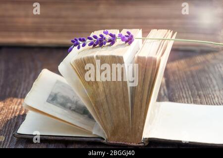 Altes offenes Buch und Lavendelblüte. Sonnenlicht, weiche Fokussierung Stockfoto