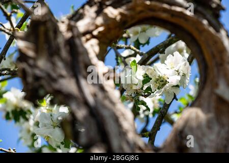 Kirschblüten durch ein Loch in einem alten Baum gesehen Stockfoto