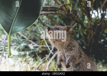 Baby Quokka essen grünes Blatt. Touristen füttern niedliche Quokka auf Rottnest Island, Westaustralien Stockfoto