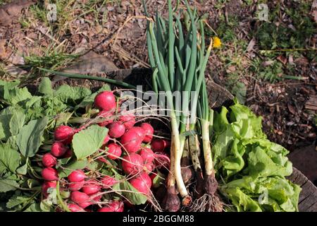 Grüne Zwiebeln, frühe Radieschen, junge Blätter von frischem grünen Salat auf Holzhintergrund an einem sonnigen Tag draußen. Erste Frühjahrsernte aus dem Garten Stockfoto