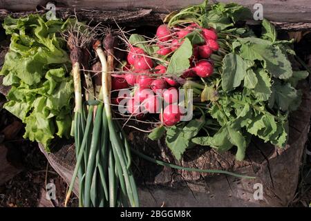 Grüne Zwiebeln, frühe Radieschen, junge Blätter von frischem grünen Salat auf Holzhintergrund an einem sonnigen Tag draußen. Erste Frühjahrsernte aus dem Garten Stockfoto