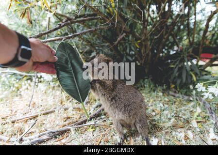 Baby Quokka essen grünes Blatt. Touristen füttern niedliche Quokka auf Rottnest Island, Westaustralien Stockfoto