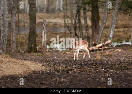 Kleines Damwild Kalb ( Dama ) im Wald in der Nähe eines Sees in einem Naturschutzgebiet Stockfoto