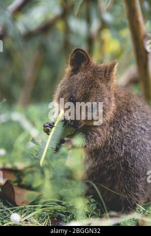 Baby Quokka essen grünes Blatt. Lustige Quokka auf Rottnest Island, Westaustralien Stockfoto