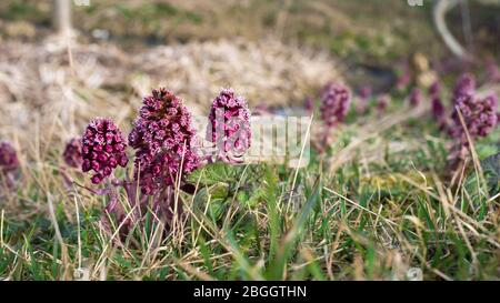 Viele kleine violette Blüten in einer feuchten sumpfartigen Wiese, die im frühen Frühling blüht Stockfoto