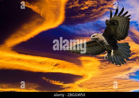 Ein gefiederter Raubtier, ein Adler, mit ausgestreckten Flügeln und einem aufmerksamen Blick, gegen den unglaublichen Abendhimmel in goldenen Tönen. Stockfoto