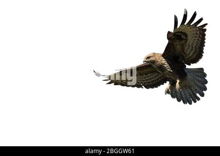 Ein gefiederter Raubtier, ein Adler, mit ausgestreckten Flügeln und einem aufmerksamen Blick, auf weißem Hintergrund. Stockfoto