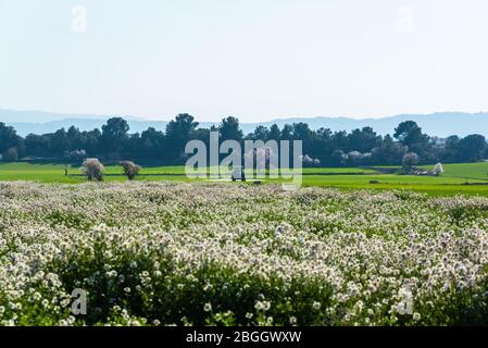 19. Februar 2020 - Belianes-Preixana, Spanien. Ein Traktor, der ein unbekanntes Produkt auf ein grünes Feld sprüht. Ein Blumenfeld im Vordergrund. Stockfoto