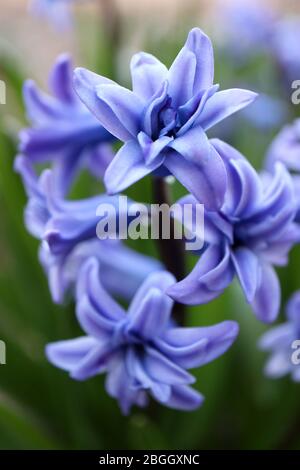 Blaue Hyazinthe mit weichen Blütenblättern und grünen Blättern im Garten, blaue Frühlingsblumen, blaues Hyazinthen-Makro, Blumenfotografie floral, Makrofotografie Stockfoto