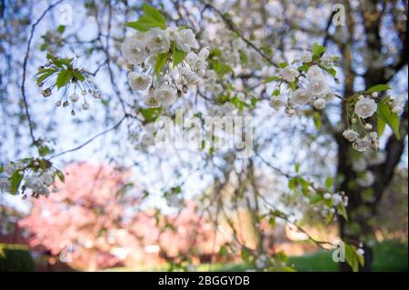 Glasgow, Großbritannien. April 2020. Im Bild: Kirschblüten blühen im gesamten West End von Glasgow. Leuchtend rosa und rein weiß blüht von den Kirschbäumen. Die Einheimischen halten an, um die Düfte der Zweige zu riechen. Quelle: Colin Fisher/Alamy Live News Stockfoto