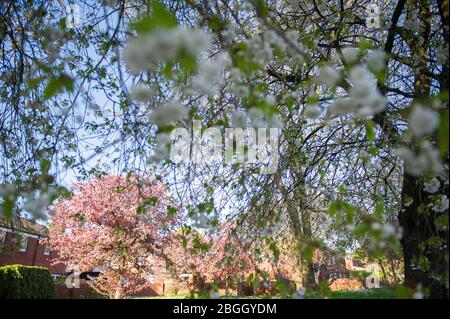 Glasgow, Großbritannien. April 2020. Im Bild: Kirschblüten blühen im gesamten West End von Glasgow. Leuchtend rosa und rein weiß blüht von den Kirschbäumen. Die Einheimischen halten an, um die Düfte der Zweige zu riechen. Quelle: Colin Fisher/Alamy Live News Stockfoto