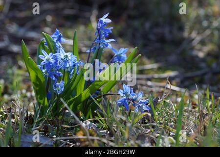 Scilla siberica, sibirischer Tintenquill, Holzquill. Frühlingsblaue Blüten. Frische Blumen wachsen im Wald. Stockfoto