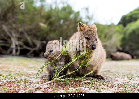 Baby und Mama Quokka essen grüne Zweige. Niedliche Quokkas auf Rottnest Island, Westaustralien. Tierfamilie Stockfoto