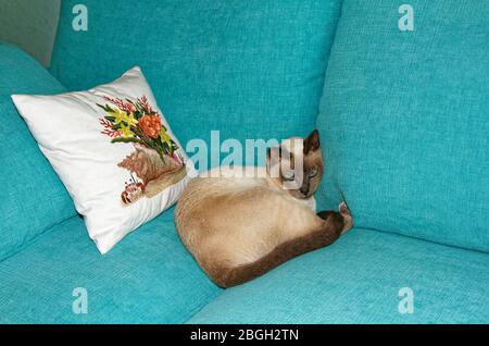 Tonkinese Katze, liegend auf Aqua Sofa, durch besticktes Kissen, bequem, reine Nachzucht, Katze, Haustier, blaue Augen, beige Fell, dunkle Punkte, PR Stockfoto