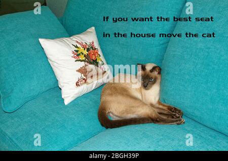 Tonkinese Katze, liegend auf Aqua Sofa, durch besticktes Kissen, bequem, reine Zucht, Katze, Haustier, blaue Augen, beige Fell, dunkle Punkte, Worte, PR Stockfoto