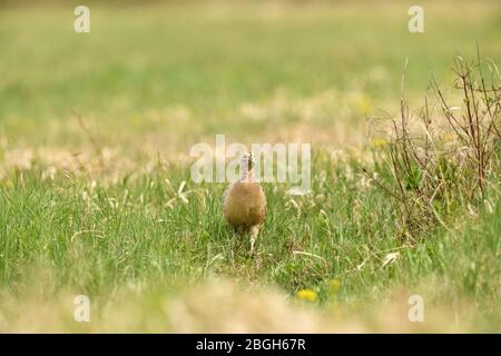 Fasanenhenne beim Gehen und lauern im Gras während des sonnigen Frühlings Stockfoto