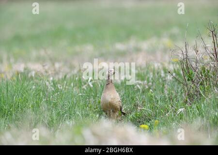 Fasanenhenne beim Gehen und lauern im Gras während des sonnigen Frühlings Stockfoto