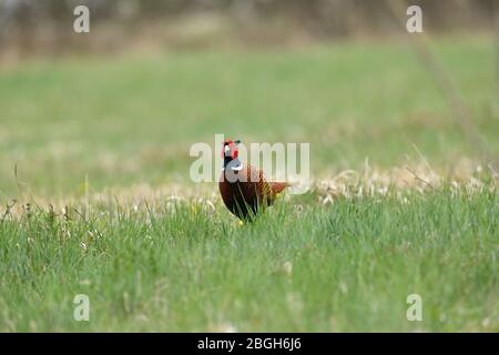 Fasanenspaziergängen im sonnigen Frühling auf dem Gras Stockfoto