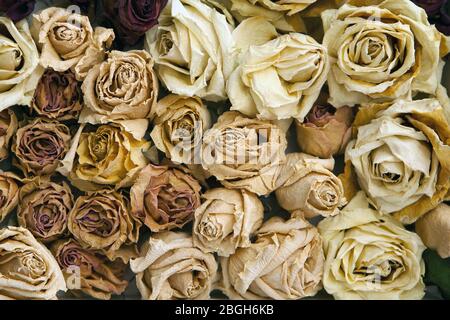 Dekoration aus getrockneten Rosenblüten-alten getrockneten Rosen Textur Stockfoto
