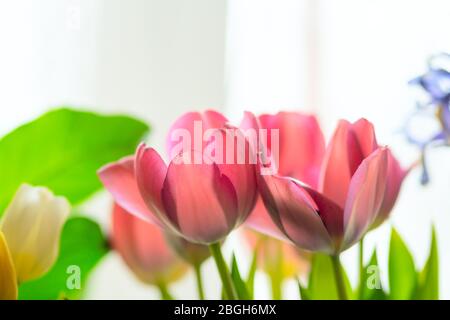 Composition of spring flowers. Pink and yellow tulips, irises, green leaves on a light background. Close up view. Stockfoto