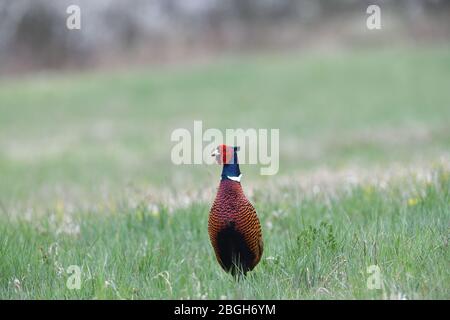 Fasanenspaziergängen im sonnigen Frühling auf dem Gras Stockfoto