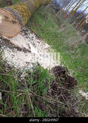 Ein abgesägtes Holz liegt auf dem Boden. Stockfoto